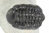 Detailed Austerops Trilobite - Ofaten, Morocco #340922-2